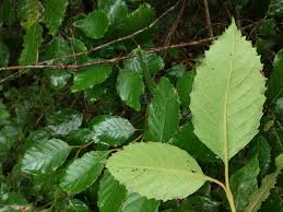 Image result for Curtisia dentata
