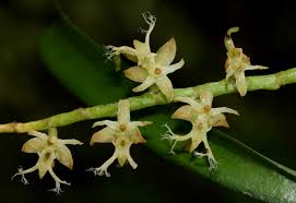 Image result for Tridactyle bicaudata