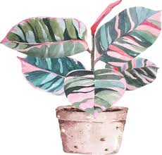 Ficus Elastica Aquarela 1 2127868 Vetor No Vecteezy
