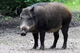 Check spelling or type a new query. Wildschweinbegegnung So Verhalten Sie Sich Richtig