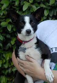 Adopt Ginny On Petfinder Chihuahua Mix Cute Animals Dogs