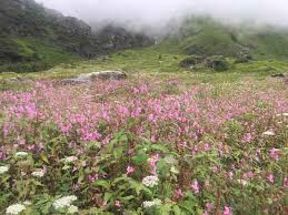 We did not find results for: Valley Of Flowers Uttarakhand Attraction Tripoto