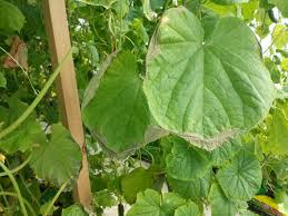 Причина сушки верхушки огірків