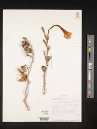 Image result for Ipomoea linosepala