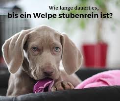 Sobald er sein geschäft erledigt hat, belohne ihn mit einem. Wie Lange Dauert Es Bis Ein Welpe Stubenrein Ist Dogco De