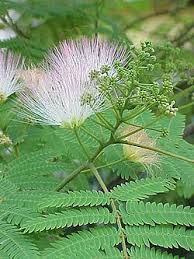 Image result for Albizia anthelmintica