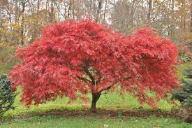 Maybe you would like to learn more about one of these? Our Favorite Ornamental Trees In Oregon