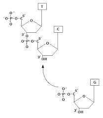 Follow the directions for each step and then answer the questions below. Dna Everything That You Need To Know Albert Io