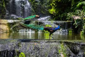 Kuala lumpur bird park admission ticket. Kuala Lumpur Bird Park Visitor Guide Travelvui