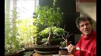 Ficus microcarpa Bonsai, Plain Style, Oct 2016