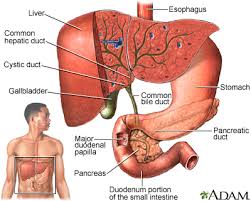 Where does the pain come from in the duodenum? Gallstones And Gallbladder Disease Lima Memorial Health System