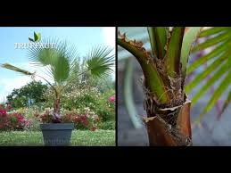 Comment Tailler Un Palmier Jardinerie Truffaut Tv Youtube