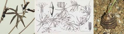 Image result for Trochomeria macrocarpa