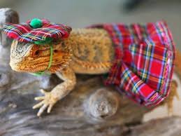 Lizard Owners Are Now Dressing Up Their Bearded Dragons And It S Too Cute Baby Bearded Dragon Bearded Dragon Costume Bearded Dragon Cute