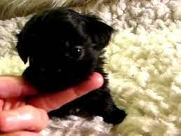 Why buy a shih tzu puppy for sale if you can adopt and save a life? Craigslist Shih Tzu Dogs Breeds And Everything About Our Golden Retriever Puppy Golden Retriever Puppies Cute Craigs Retriever Puppy Puppies Puppies For Sale