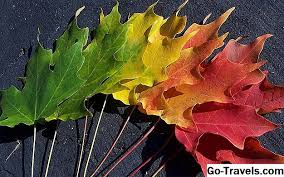 كيف 41 خلفيات وخلفيات مجانية لجميع الأجهزة الخاصة بك 2021