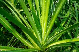Image result for Pandanus odoratissimus