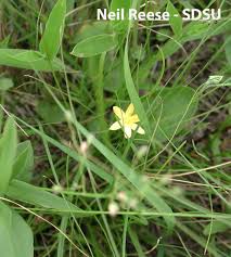 Image result for Liliaceae