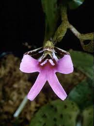 Image result for Cynorkis debilis