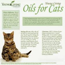 Pin On Pets