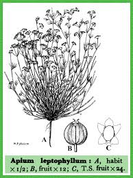 Image result for Apium leptophyllum