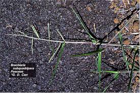 Image result for Urochloa comata