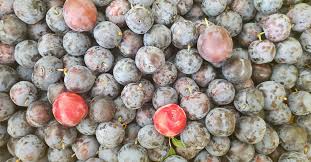 Many of the plums need certain pollinators to yield fruit. Sapalta Himrod New York Restaurant Bar Facebook