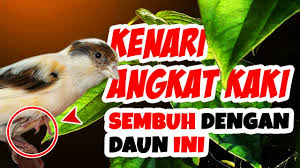 Maybe you would like to learn more about one of these? Cara Paling Ampuh Mengobati Kaki Kenari Bengkak Jamuran Bubulan Atau Digigit Nyamuk Youtube