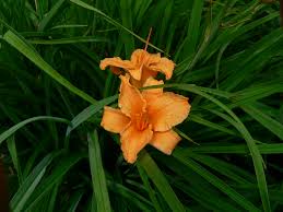 If you're up late jerkin it, this peach is for you!let me know if you stopped scrolling and came for me!. Daylilies Umn Extension