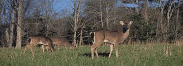 Deer antlers have healing properties in the treatment of hypertension and nervous diseases. Dead Deer Removal Services Local Family Owned And Operated