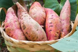 If you're wondering how to harvest your sweet potatoes and when they are ready to be harvested, then check out this video. The Most Incredible Way To Grow And Harvest Sweet Potatoes Ever