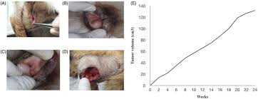 Dog Vulvar Tumor Most common type of vaginal and vulvar tumors reported in dogs are leiomyomas, fibroleiomyomas, fibromas, polyps, lipomas, adenomas, myxomas. dog vulvar tumor