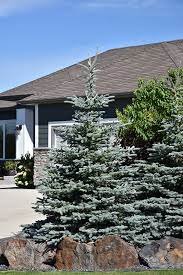 Effective as windbreaks.because of their moderate growth rate, spruces form a dense habit that rarely needs pruning. Baby Blue Colorado Blue Spruce Picea Pungens Baby Blue In Inver Grove Heights Minnesota Mn At Gertens