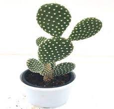Cactus cacti succulent live plant beautifulbunny ears opuntia microdasys 1 pcs ba109. Cappl Sanjay Nursery Bunny Ear Cactus Opuntia Microdasys Live Plant With Plastic Pot Amazon In Garden Outdoors