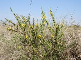 Image result for Heimia salicifolia