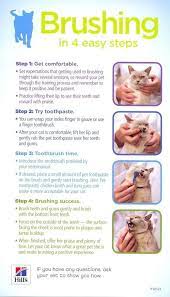 15 Extremely Helpful Cat Owner Cheatsheets For Anyone Considering Adopting A Cat Cat Care Cat Care Tips Cat Health