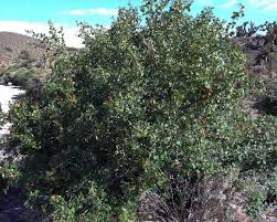 Image result for Searsia natalensis