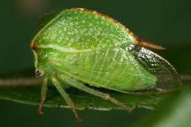 Image result for Oxyrhachis