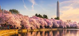 Anything may be removed without telling you shit. Learn English And Visit The Cherry Blossoms In Dc Inlingua Washington Dc