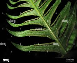 Image result for Pteris similis