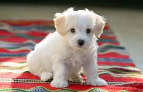 Any of our puppies sold, are sold only as pets without papers. 9 Fascinating And Little Known Facts About A Teacup Maltese All Things Dogs All Things Dogs
