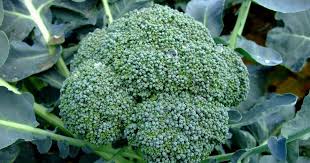 Brokkoli Bekommliches Kohlgemuse Brokkoli Pflanzen Gemuse Pflanzen Gartensamen