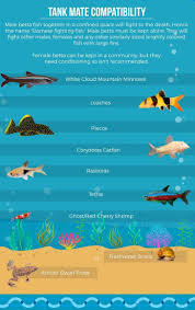 50 Betta Tank Mates What Fish Can Live With Bettas Betta Fish Tank Mates Betta Tank Mates Fresh Water Fish Tank