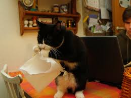 Dental extractions and pain medication. Why Is My Cat Sneezing Constantly