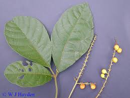 Image result for Allophylus