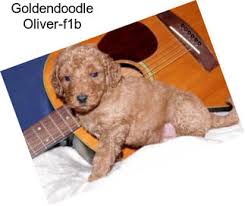 Goldendoodle puppies in denver colorado. Goldendoodle Puppies For Sale In San Jose Agriseek Com