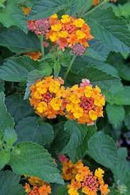 Lantana Camara Miss Huff Juniper Level Botanic Gdn Nc Lantana Camara Lantana Plants