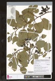 Image result for Rytigynia monantha