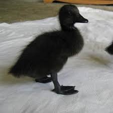 Pin By Lark Sundsmo On Bird Photography Black Runners Little Black Dog Black Dog