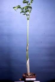 Image result for Gonatopus